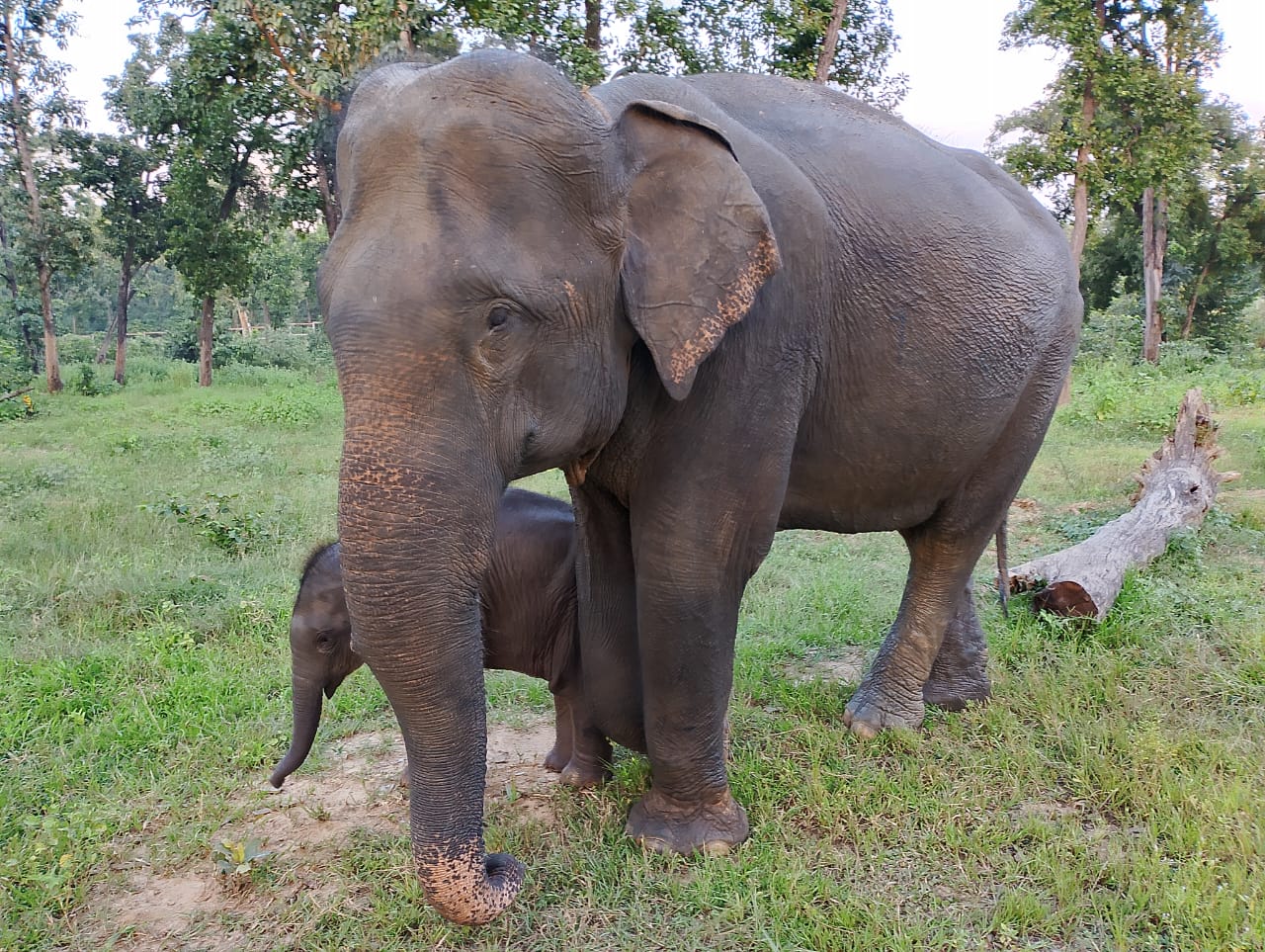 वन्यजीव संरक्षण प्रयासों को आगे बढ़ाने और मानव पशु संघर्ष के प्रभावी प्रबंधन में हाथी राहत और पुनर्वास केंद्र रामकोला की है महत्वपूर्ण भूमिका