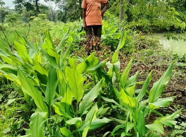मनरेगा से दुलार सिंह के यहां हुआ डबरी विकास, जल संरक्षण और आजीविका का सशक्त माध्यम