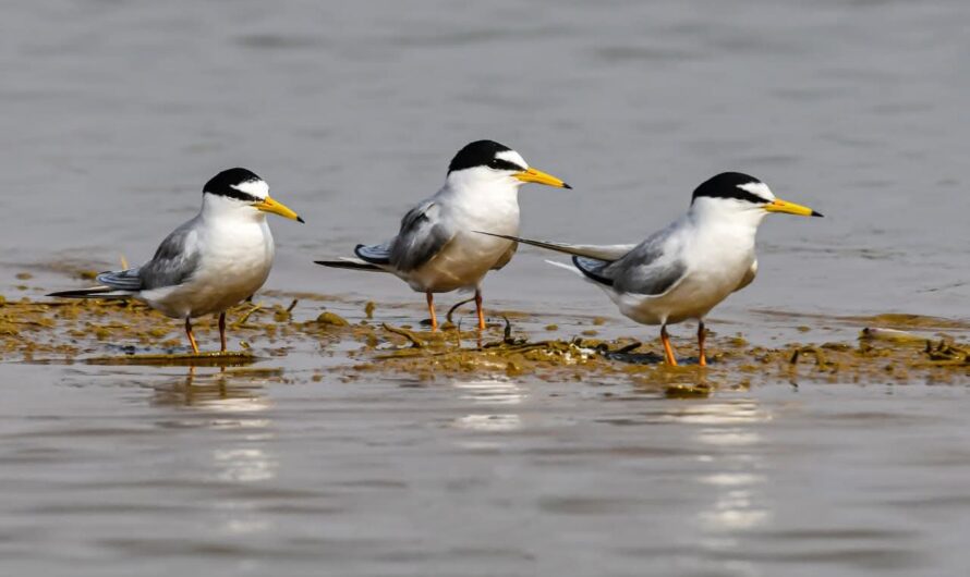 कोपरा जलाशय को मिलेगा रामसर स्थल का दर्जा, राज्य वेटलैंड प्राधिकरण ने भेजा प्रस्ताव