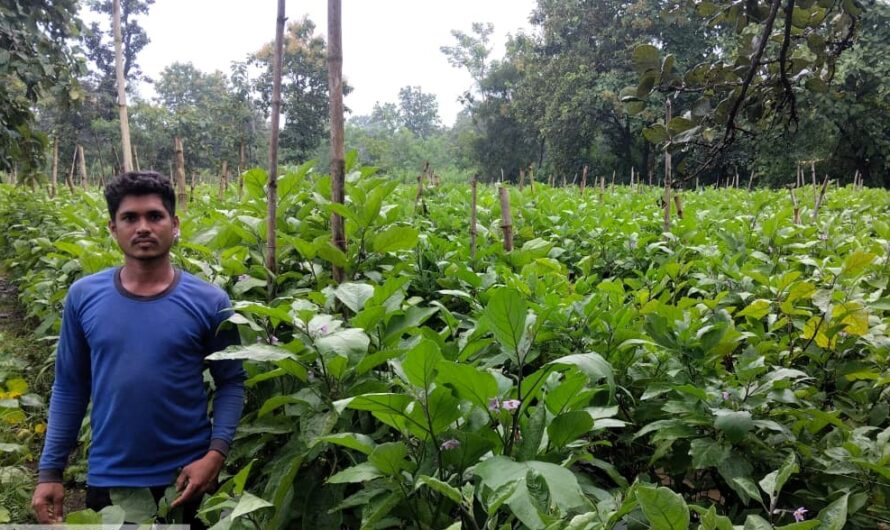 ग्राफ्टेड बैंगन तकनीक से अड़जाल के किसान संतोष हुए आर्थिक रूप से सशक्त