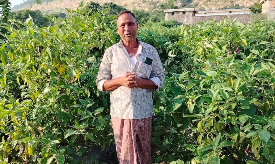 ग्राफ्टेड बैंगन से बदली खेती की तस्वीर – खरसिया के किसान मुरलीधर साहू