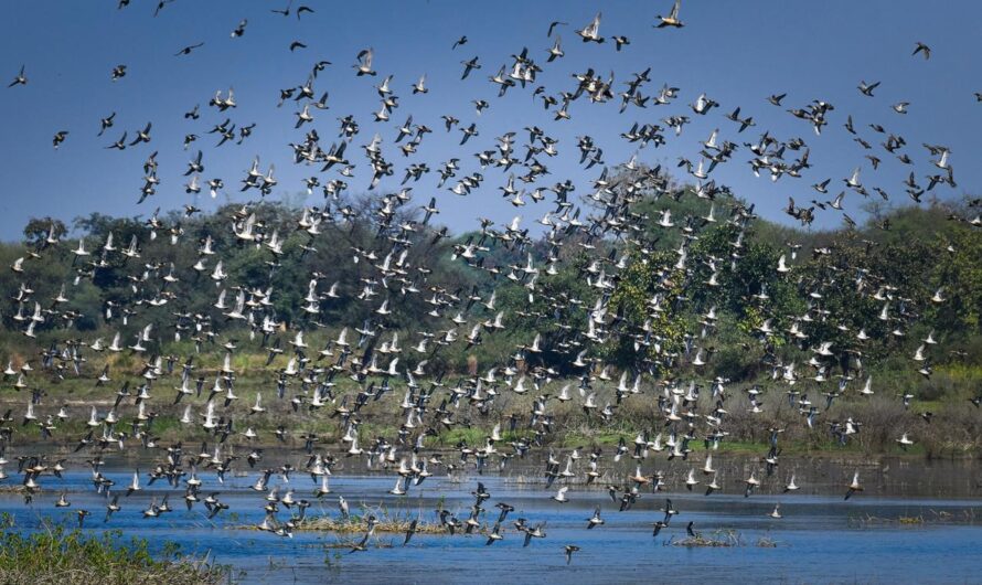 कोपरा जलाशय को राज्य का पहला रामसर साइट घोषित किया जाना छत्तीसगढ़ के लिए गर्व का क्षण: मुख्यमंत्री विष्णु देव साय
