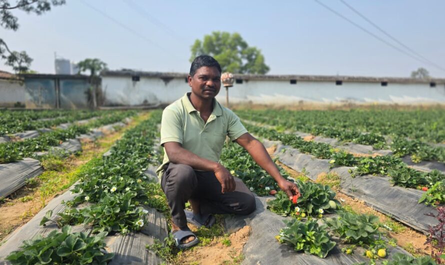 उद्यानिकी खेती से बदली किसान की आर्थिक तस्वीर, धान की तुलना में स्ट्रॉबेरी की खेती में डबल मुनाफा