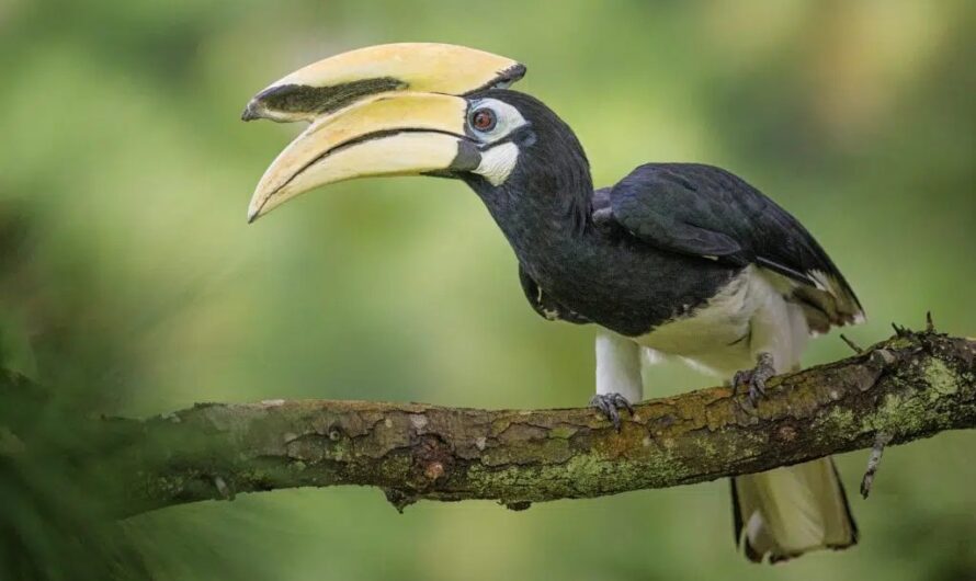 दुर्लभ हॉर्नबिल संरक्षण की विशेष पहल, उदंती-सीतानदी में विकसित हो रहे प्राकृतिक उद्यान