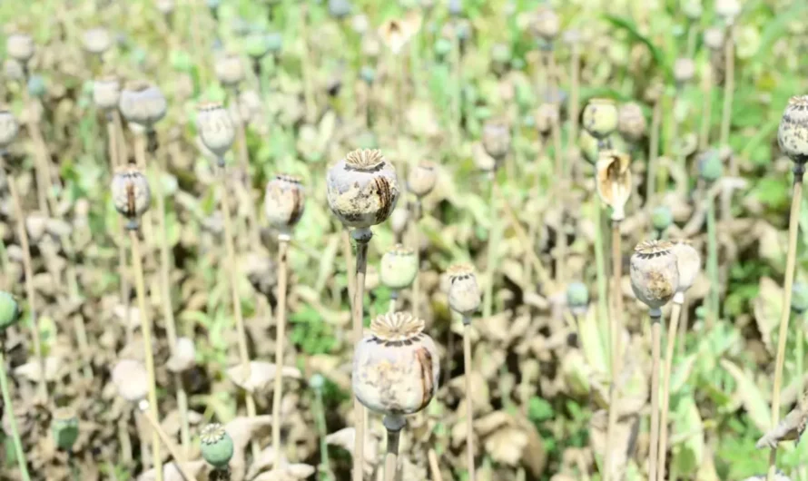 भाजपा नेता विनायक ताम्रकर गिरफ्तार, अफीम की खेती मामले में NCB की भी एंट्री